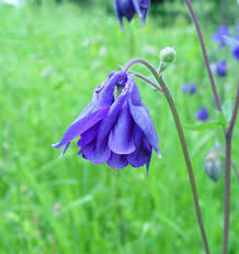 Image result for Aquilegia