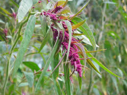 Attēlu rezultāti vaicājumam “Chenopodium polyspermum var. acutifolium”