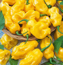 Afbeeldingsresultaat voor yellow fratali hot pepper