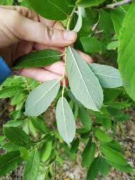 Attēlu rezultāti vaicājumam “Salix cinerea”