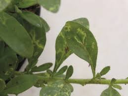 Attēlu rezultāti vaicājumam “Diachea dictyospora (syn. Craterium dictyosporum) young”