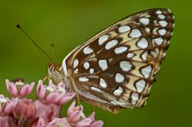 Attēlu rezultāti vaicājumam “Nymphalidae”