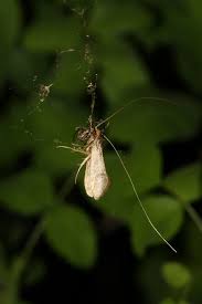 Attēlu rezultāti vaicājumam “Nematopogon sp.”