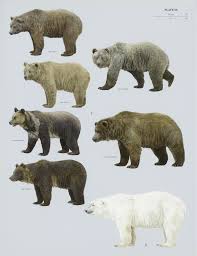 Attēlu rezultāti vaicājumam “Ursus arctos”