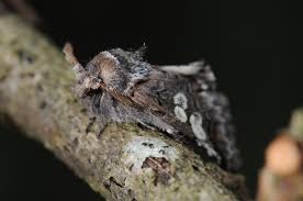 Attēlu rezultāti vaicājumam “Diloba caeruleocephala”