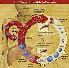Attēlu rezultāti vaicājumam “Diderma radiatum plasmodium”