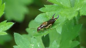 Attēlu rezultāti vaicājumam “Forficula auricularia male”