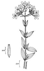Attēlu rezultāti vaicājumam “Saponaria officinalis flower”