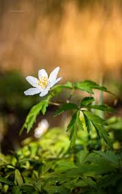 Image result for Buschwindröschen