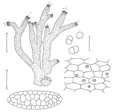 Attēlu rezultāti vaicājumam “Riccardia palmata”