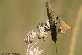 Attēlu rezultāti vaicājumam “Thymelicus lineola underside”
