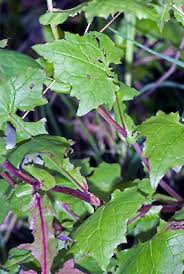 Attēlu rezultāti vaicājumam “Mycelis muralis”