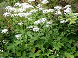 Attēlu rezultāti vaicājumam “Aegopodium podagraria flower”