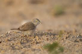 Image result for Sylvia nana