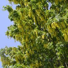 Attēlu rezultāti vaicājumam “Laburnum alpinum leaf”