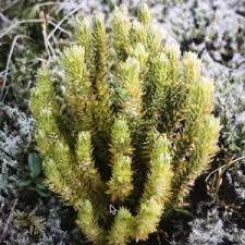 Attēlu rezultāti vaicājumam “Huperzia selago”