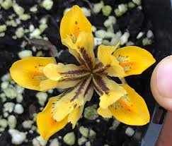 Attēlu rezultāti vaicājumam “Iris reticulata flower”