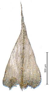 Attēlu rezultāti vaicājumam “Brachytheciastrum velutinum”