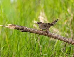 Image result for Locustella certhiola