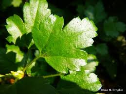 Attēlu rezultāti vaicājumam “Ribes alpinum leaf”
