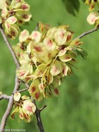 Attēlu rezultāti vaicājumam “Ulmus minor”