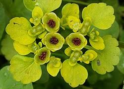 Attēlu rezultāti vaicājumam “Chrysosplenium alternifolium flower”