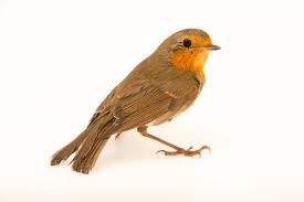 Attēlu rezultāti vaicājumam “Erithacus rubecula”