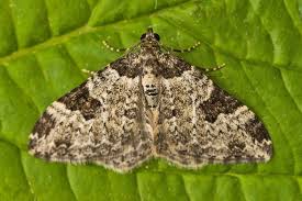 Attēlu rezultāti vaicājumam “Xanthorhoe fluctuata”