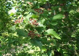 Attēlu rezultāti vaicājumam “Crataegus chlorosarca”
