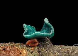 Attēlu rezultāti vaicājumam “Chlorociboria aeruginascens”