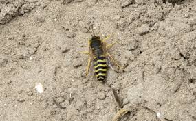 Attēlu rezultāti vaicājumam “Bembix rostrata”