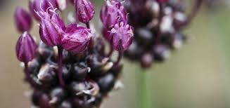 Attēlu rezultāti vaicājumam “Allium scorodoprasum bud”