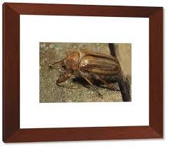 Attēlu rezultāti vaicājumam “Amphimallon solstitiale”