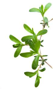 Image result for Bohnenkraut