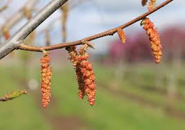 Attēlu rezultāti vaicājumam “Carpinus caroliniana male flower”