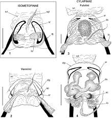 Attēlu rezultāti vaicājumam “Alloeotomus sp.”