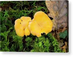 Attēlu rezultāti vaicājumam “Cantharellus cibarius”