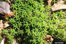 Attēlu rezultāti vaicājumam “Sphagnum girgensohnii”