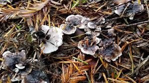 Attēlu rezultāti vaicājumam “Phellodon tomentosus”