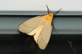 Attēlu rezultāti vaicājumam “Lithosia quadra male”