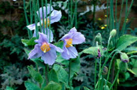 Image result for Meconopsis betonicifolia alba