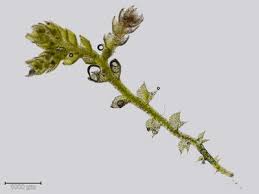 Attēlu rezultāti vaicājumam “Cephalozia loitlesbergeri”