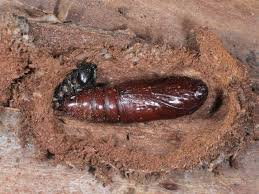 Attēlu rezultāti vaicājumam “Acronicta alni”