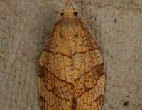 Attēlu rezultāti vaicājumam “Pandemis corylana”