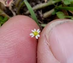 Attēlu rezultāti vaicājumam “Erophila verna flower”