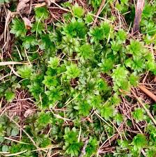 Attēlu rezultāti vaicājumam “Rhodobryum roseum”