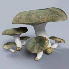 Attēlu rezultāti vaicājumam “Lactarius necator”