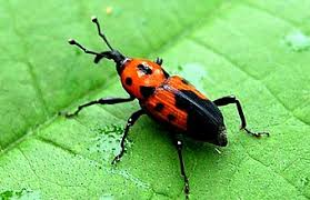 Attēlu rezultāti vaicājumam “Curculionidae”