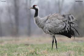 Attēlu rezultāti vaicājumam “Grus grus”