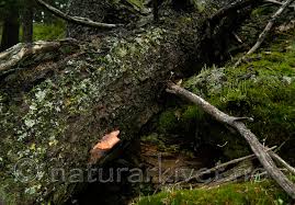 Attēlu rezultāti vaicājumam “Leptoporus mollis”
